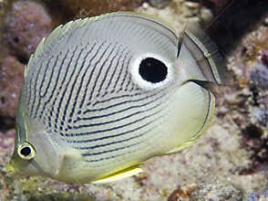 Four Eye Butterflyfish