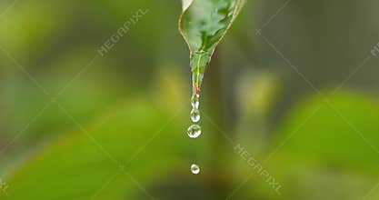 Rain falling From Leaf, Normandy, Slow motion 4K