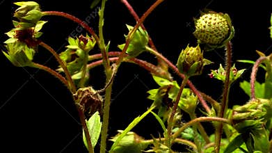 Strawberry Time-lapse