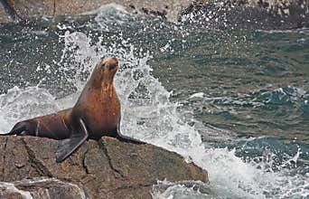 Seal taking a shower