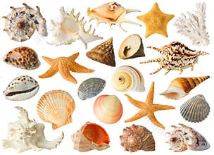 Collection of sea shells