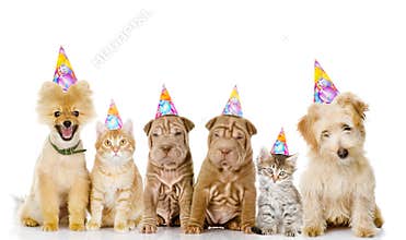 Group of cats and dogs with birthday hats. isolated on white