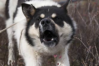 Yawning dog on a leash spotted coloring.