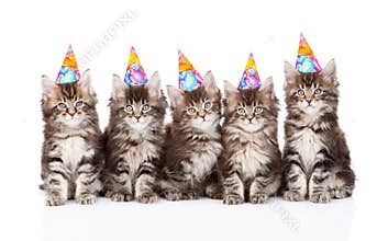 Large group of small maine coon cats with birthday hats. isolated
