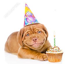 Happy smiling Bordeaux puppy dog with birthday hat and cake. isolated