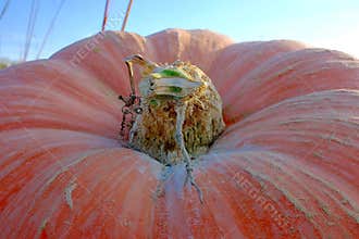 Pumpkin Stem Closeup
