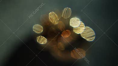 Elegance tradition golden wedding rings