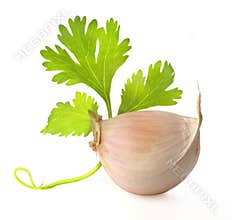 Garlic and coriander