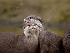 Otters