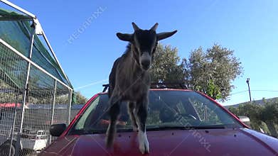Goat Plays on a Car (2)