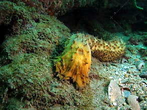 Sea Cucumber