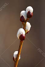 Willow Catkins