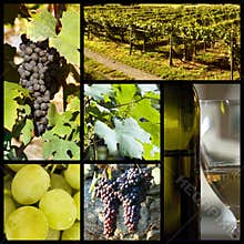 Vineyard collage