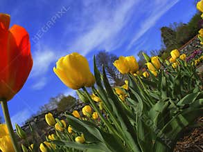 Tulips at the Biltmore Estates