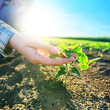 Female farmer's hands in soybean field, responsible farming