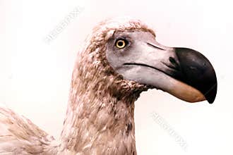 Portrait of a Dodo