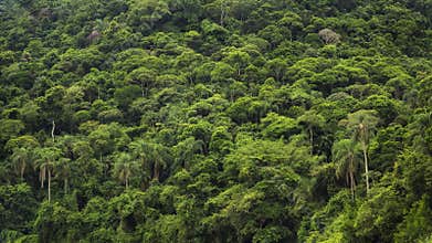 Dense Tropical Rainforest in Brazil, Nature Background