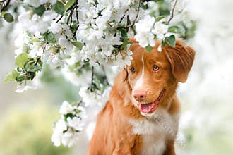 Dog Nova Scotia Duck Tolling Retriever walking in summer park