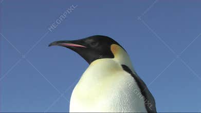 Emperor penguin close-up