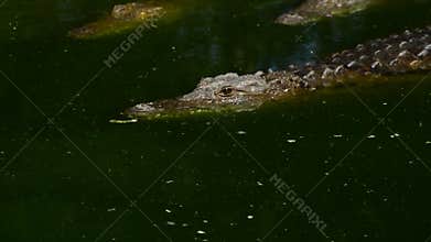 Alligator or crocodile showing the teeth in a river of a natural park or zoo