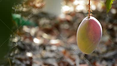 Mango fruit and peduncle hanging at branch of tree