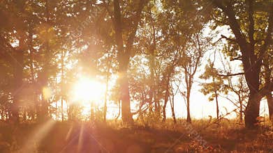 Autumn deciduous forest at dawn or sunrise