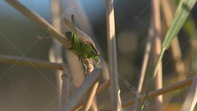 Long-winged conehead Conocephalus discolor calling song