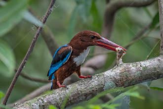 White-throated Kingfisher with fish
