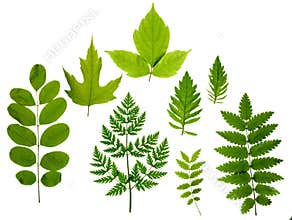 Green leaves isolated