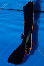 Pinnatus Batfish