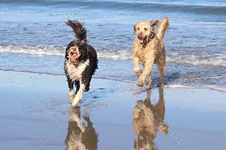 Dogs Playing at the Beach