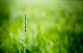 Single grass blade in focus