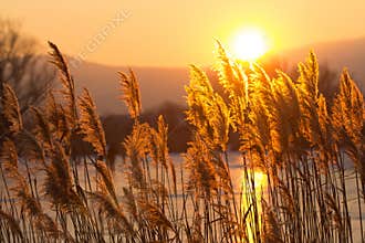 Backlight sunset grass