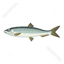 Atlantic herring lupea harengus fish