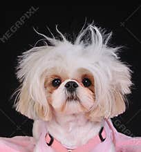 Shih Tzu Dog Bad Hair Day