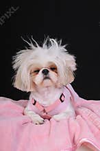 Shih Tzu Dog Bad Hair Day