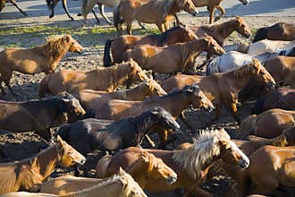 A group of horses
