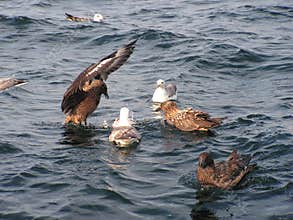 Great Skua