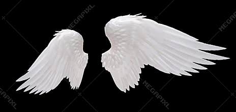 White angel wing