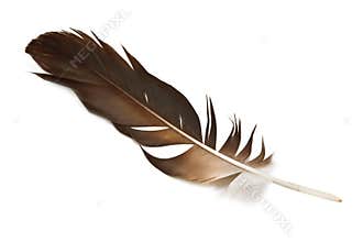 Feather