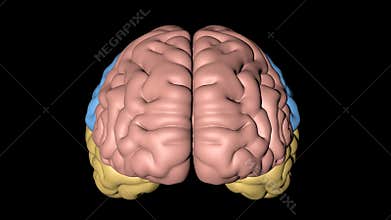 Animation of principal parts of a human brain represented for colours