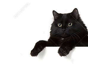 Black cat on a white background