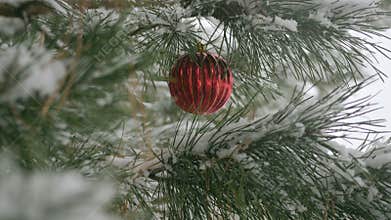 Red Christmas decorations with pine branches