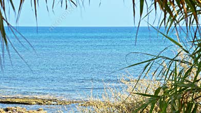 Palm tree branches trembling on stormy wind against seascape