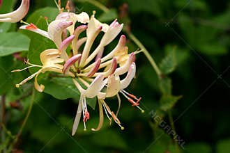 Honeysuckle