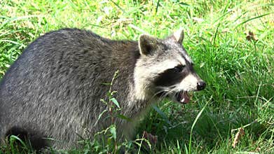 Raccoon eating