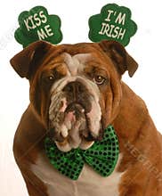 St. Patrick's Day dog