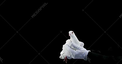 Hands holding a dove bird