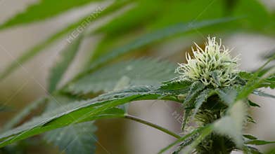 Marijuana bud in branch