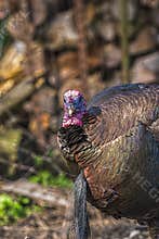 Wild tom turkey,beard